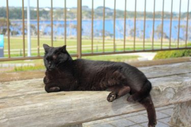 猫島 首都圏の猫スポット 城ヶ島に行ってみた ねこ情報