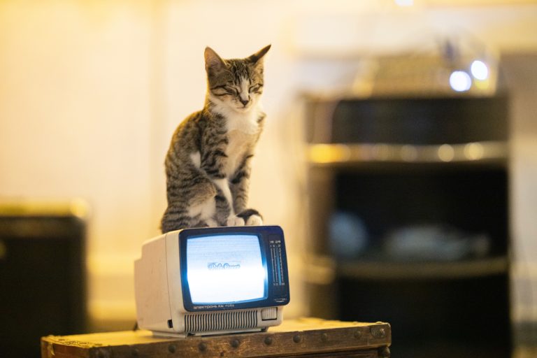 Amazonプライム 猫好きが選ぶおすすめ猫映画 ドラマを紹介