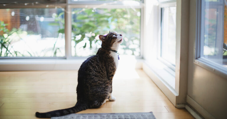 猫島 首都圏の猫スポット 城ヶ島に行ってみた